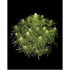 Sour Jealousy Auto - Fast Buds, 3