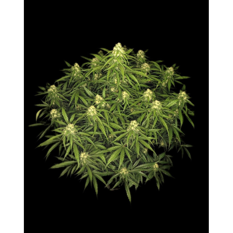 Sour Jealousy Auto - Fast Buds, 3