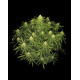 Sour Jealousy Auto - Fast Buds, 3