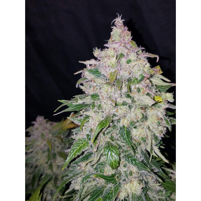 Stardawg - Fast Buds, 3