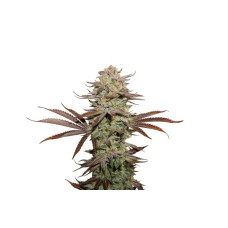 Sticky Fingers Auto - Seed Stockers, 5