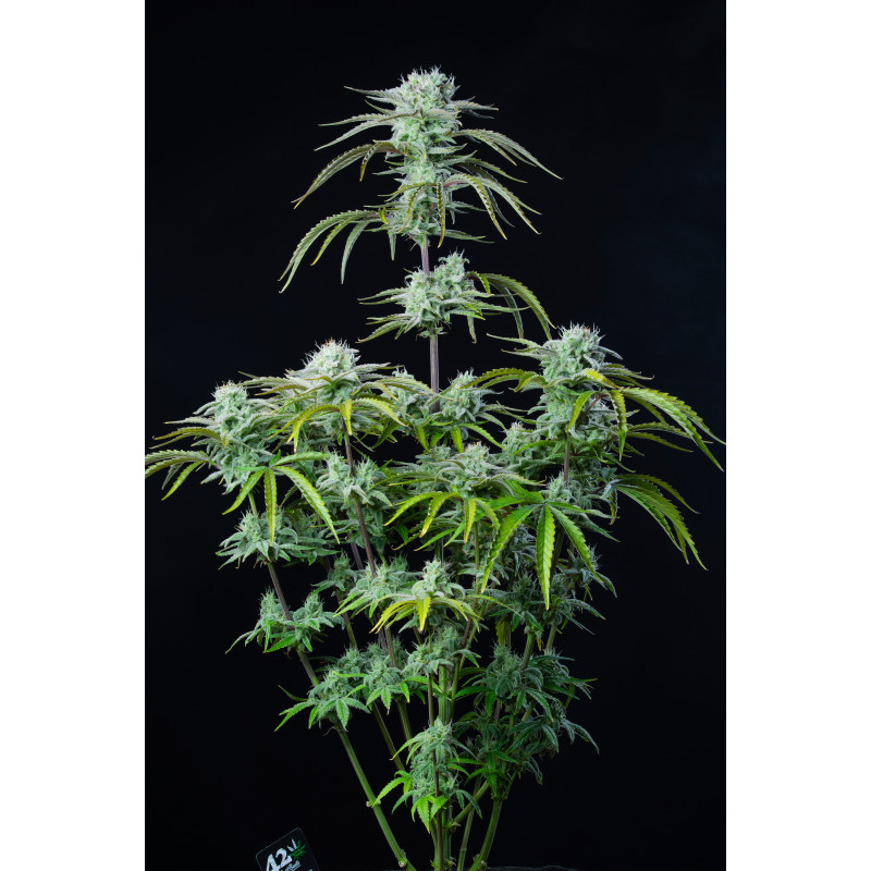 Strawberry Banana Auto - Fast Buds, 3