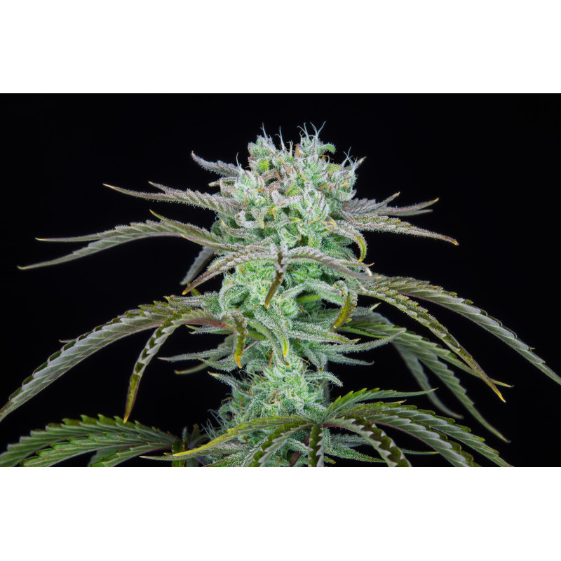 Strawberry Banana Auto - Fast Buds, 3