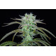 Strawberry Banana Auto - Fast Buds, 3