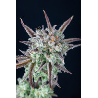 Strawberry Banana Auto - Fast Buds, 3