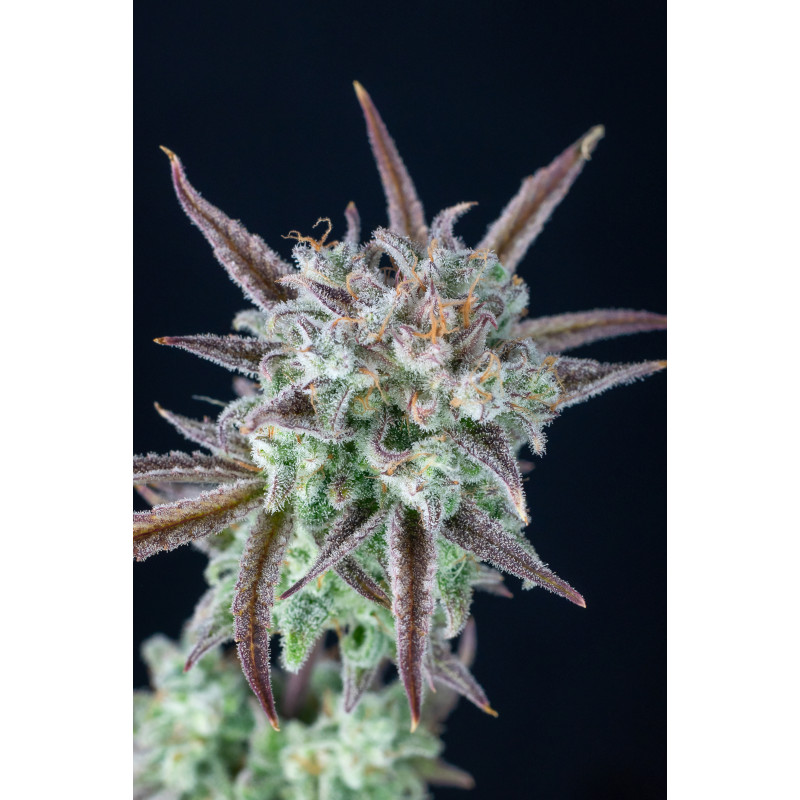 Strawberry Banana Auto - Fast Buds, 3