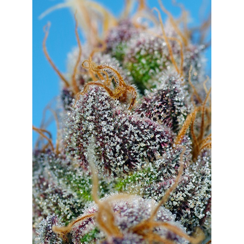 Strawberry Cola Sherbet F1 Fast Version - Sweet Seeds, 5+2