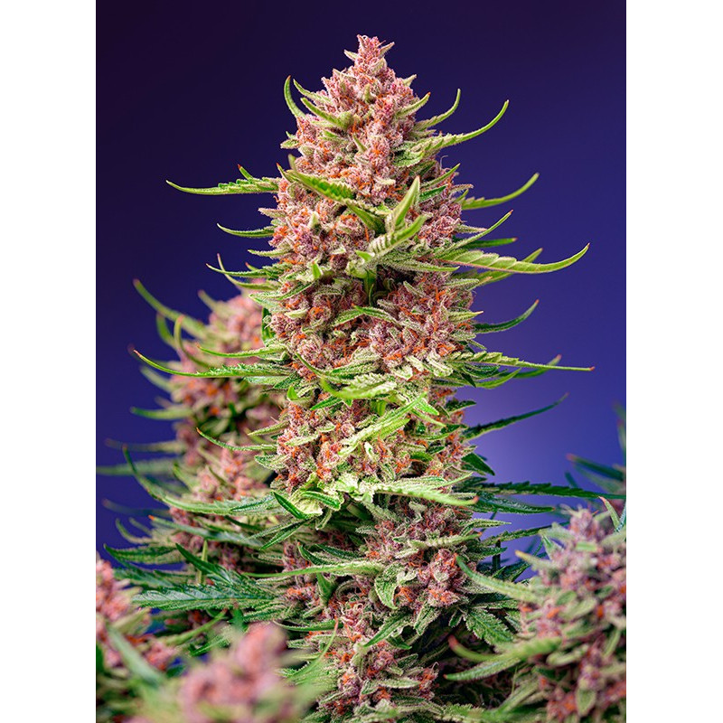 Strawberry Cola Sherbet F1 Fast Version - Sweet Seeds, 5+2
