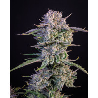 Strawberry Gorilla Auto - Fast Buds, 3