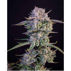 Strawberry Gorilla Auto - Fast Buds, 3