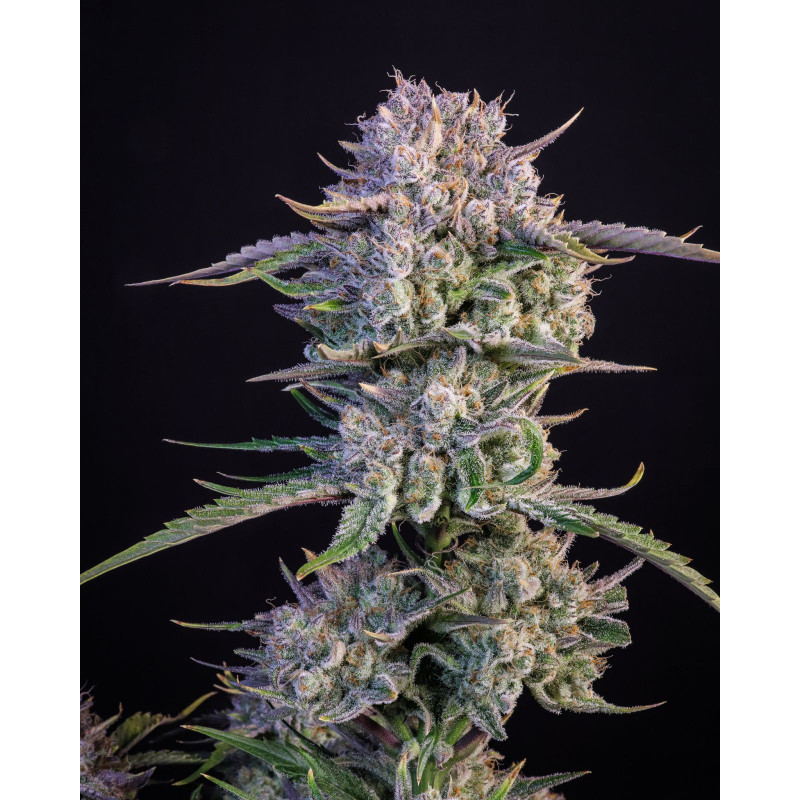 Strawberry Gorilla Auto - Fast Buds, 10