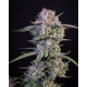 Strawberry Gorilla Auto - Fast Buds, 10