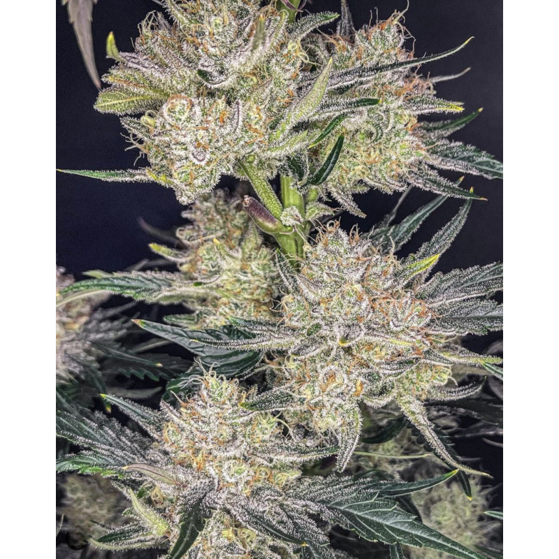 Strawberry Gorilla Auto - Fast Buds, 10
