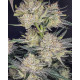 Strawberry Gorilla Auto - Fast Buds, 10
