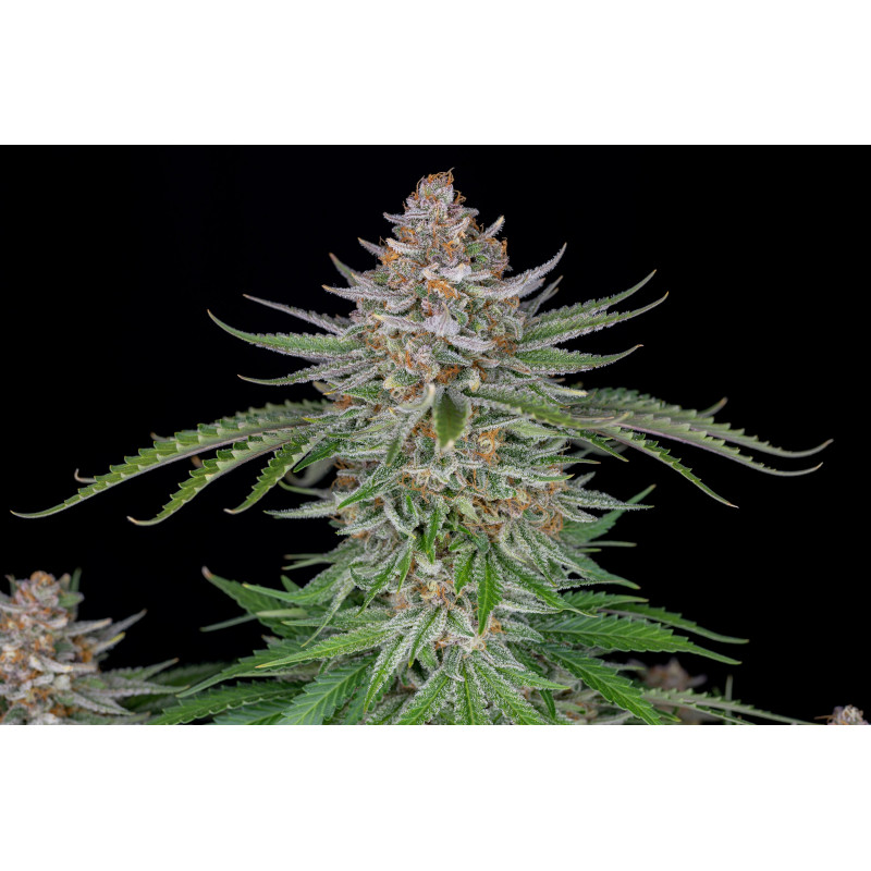 Strawberry Pie Auto - Fast Buds, 3