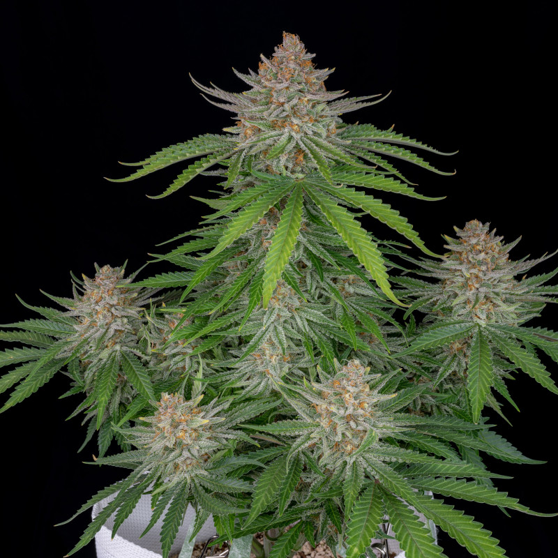Strawberry Pie Auto - Fast Buds, 3