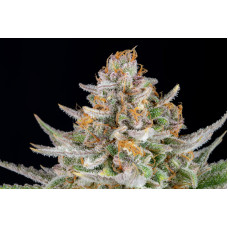 Strawberry Pie Auto - Fast Buds, 3