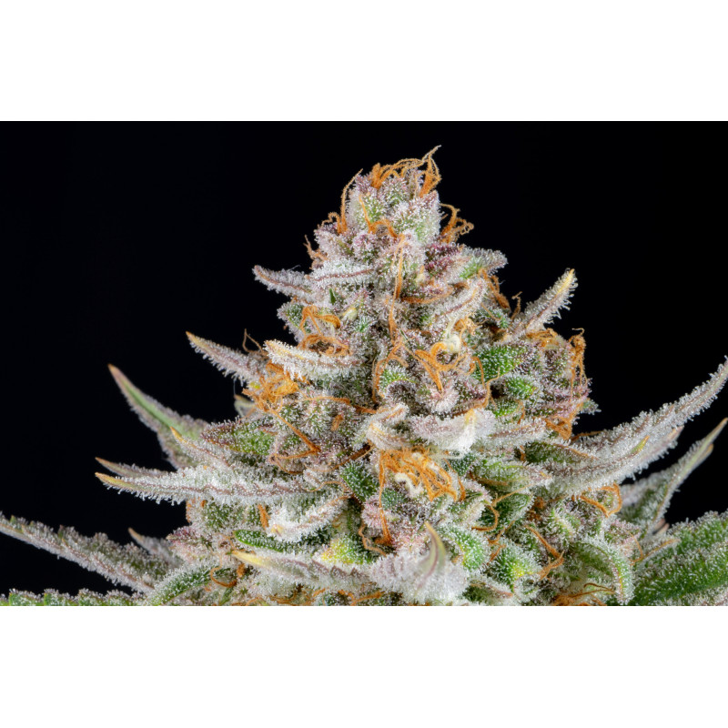 Strawberry Pie Auto - Fast Buds, 3