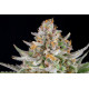 Strawberry Pie Auto - Fast Buds, 3