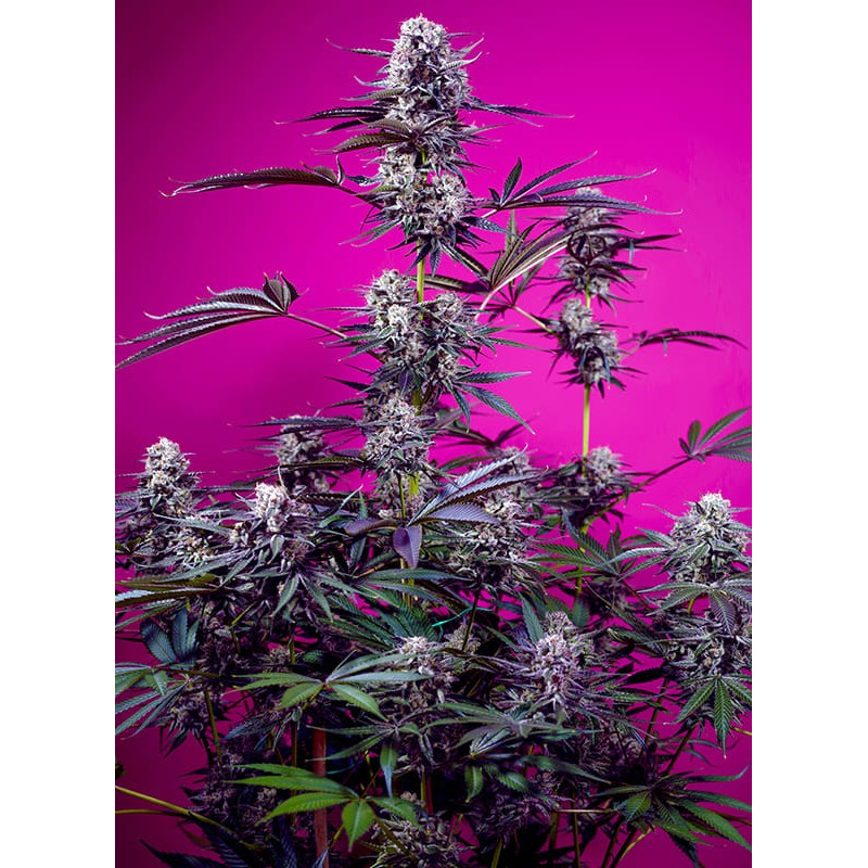 Studio 54 Stardust Auto - Sweet Seeds, 3+1