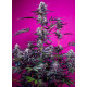 Studio 54 Stardust Auto - Sweet Seeds, 3+1
