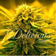 Sugar Black Rose Auto - Delicious, 3