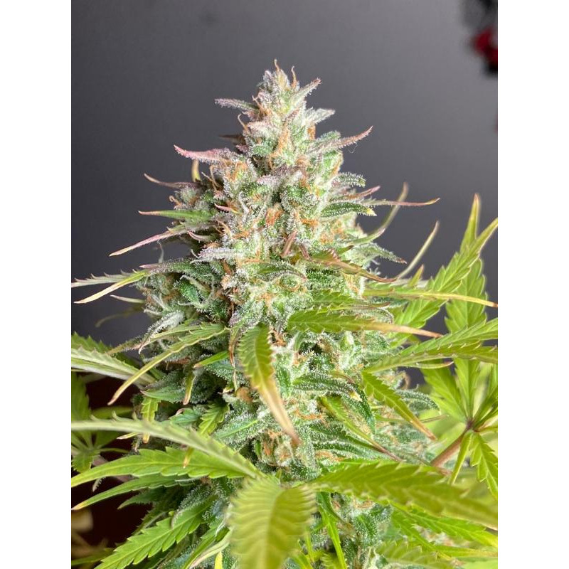 Sugar Black Rose Auto - Delicious, 10