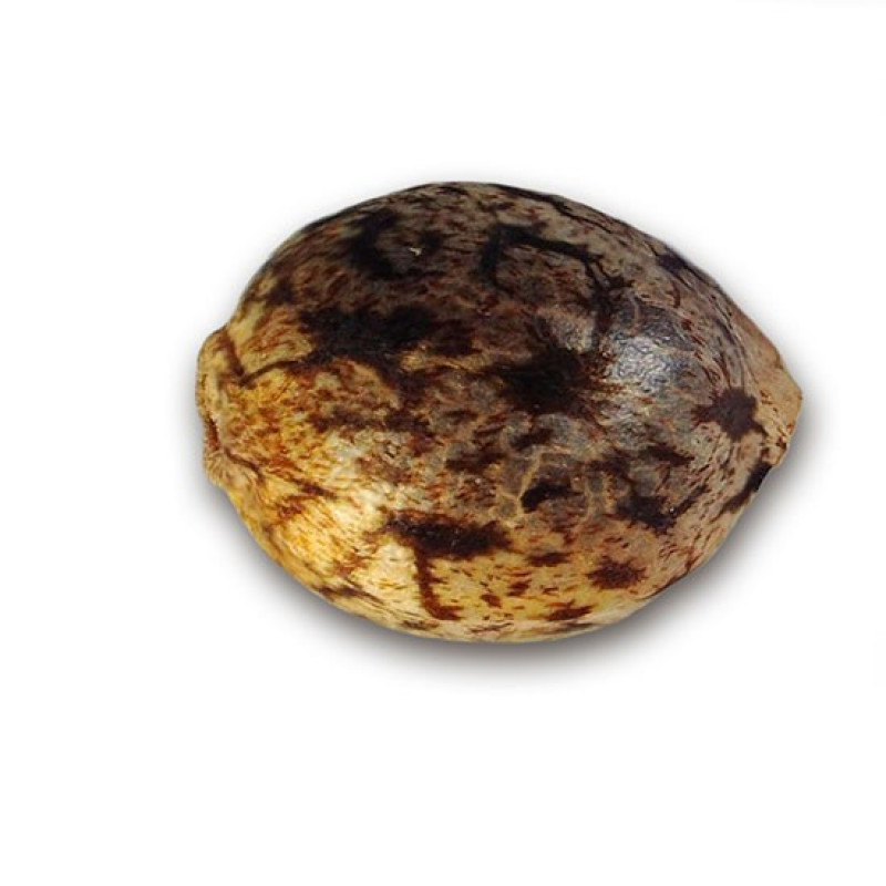 Sugar Black Rose Auto - Delicious, 10