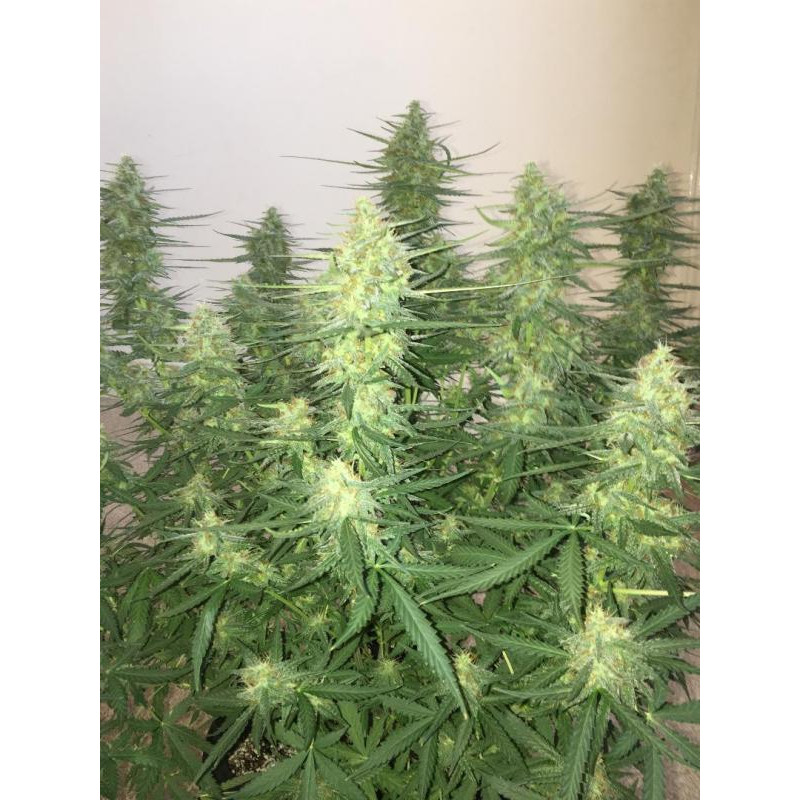 Sugar Black Rose Auto - Delicious, 10