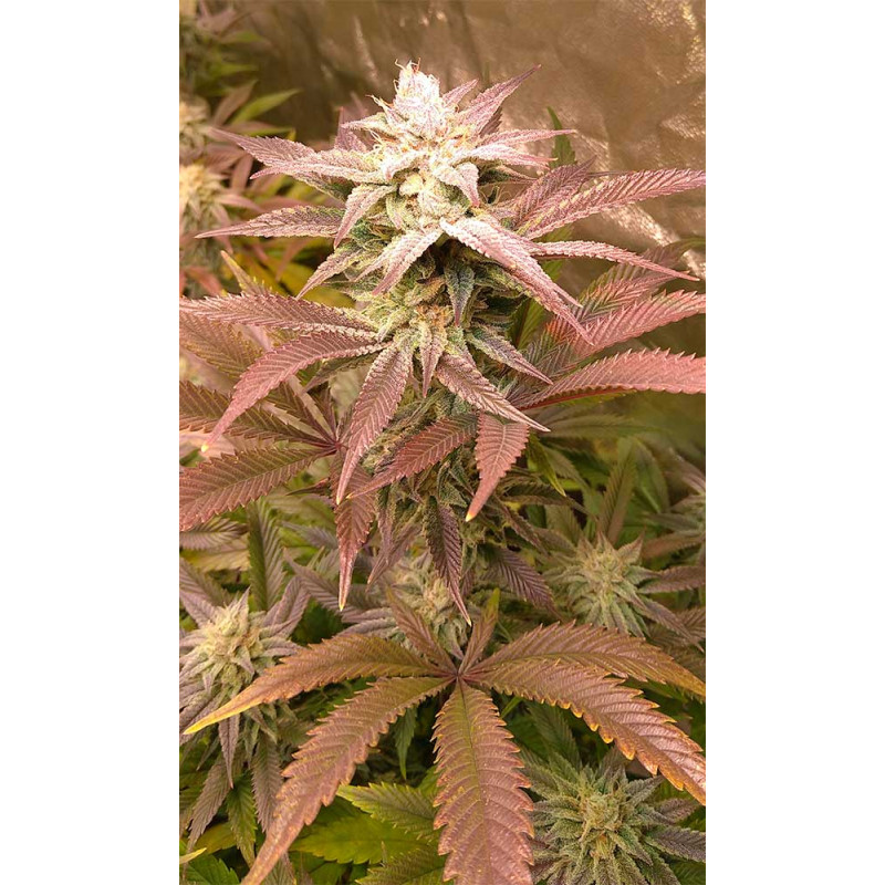 Sugar Black Rose - Delicious, 10