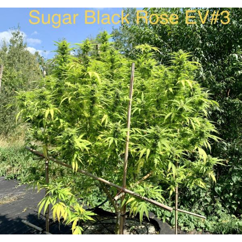 Sugar Black Rose Early Version - Delicious, 5