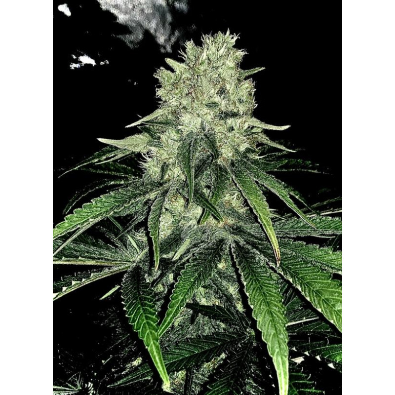 Sugar Candy - Delicious, 5