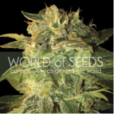 Sugar Mango Ryder - WoS, 7