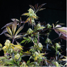 Sunset Sherbet - Pyramid, 3+1