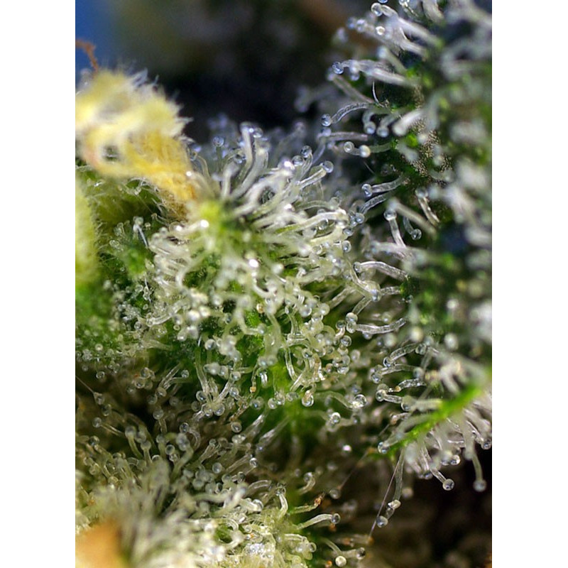 Sweet Amnesia Haze - Sweet Seeds, 3+1