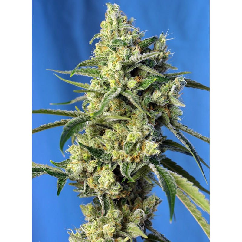 Sweet Amnesia Haze - Sweet Seeds, 3+1