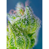 Sweet Amnesia Haze XL Auto - Sweet Seeds, 5+2