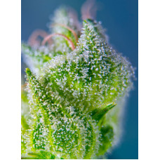 Sweet Amnesia Haze XL Auto - Sweet Seeds, 5+2