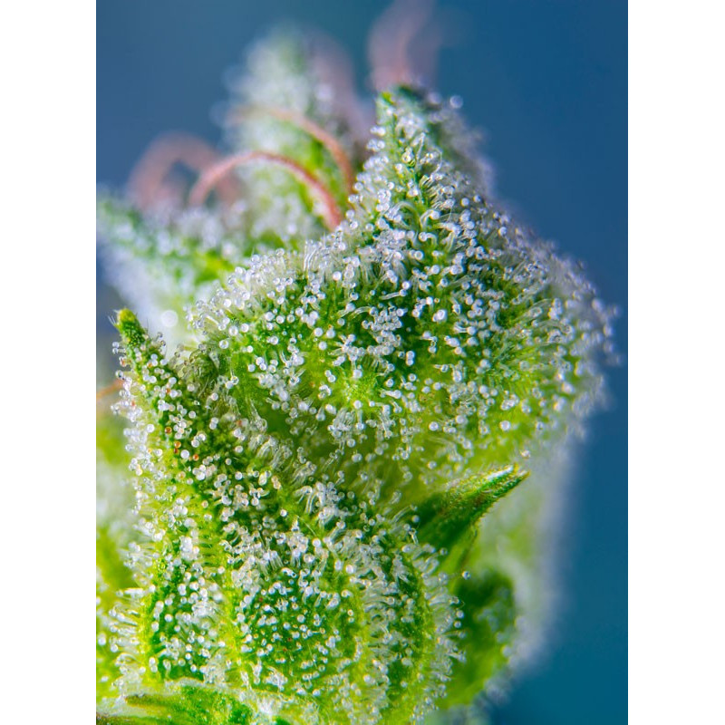 Sweet Amnesia Haze XL Auto - Sweet Seeds, 3+1