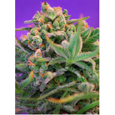 Sweet Cheese F1 Fast Version - Sweet Seeds, 3+1