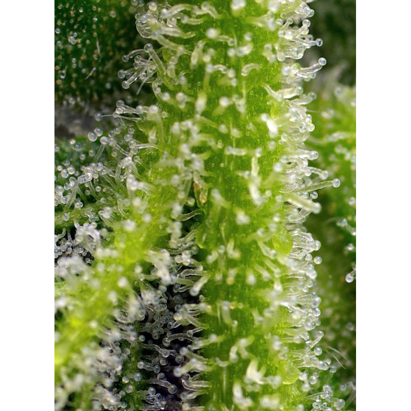 Sweet Gelato Auto - Sweet Seeds, 5+2