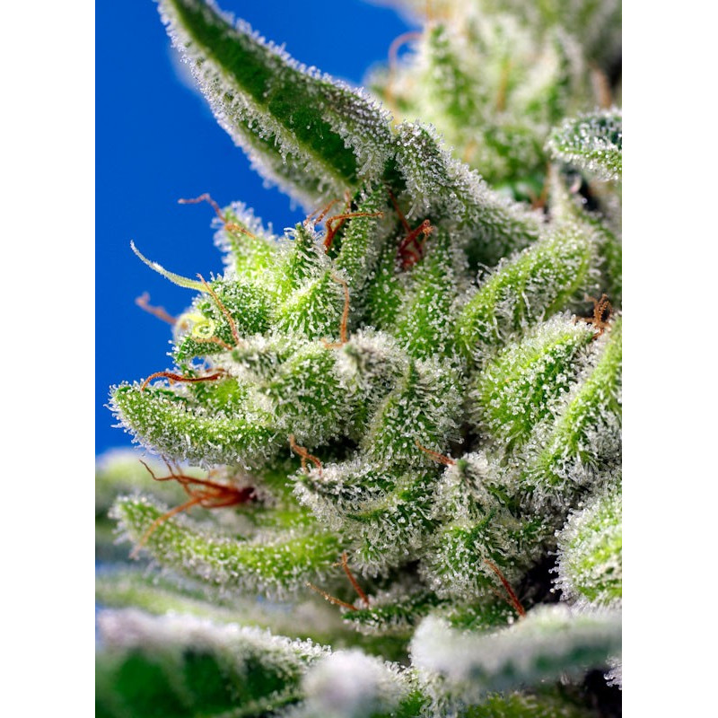 Sweet Gelato Auto - Sweet Seeds, 5+2