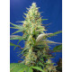 Sweet Pure Auto CBD - Sweet Seeds, 5+2