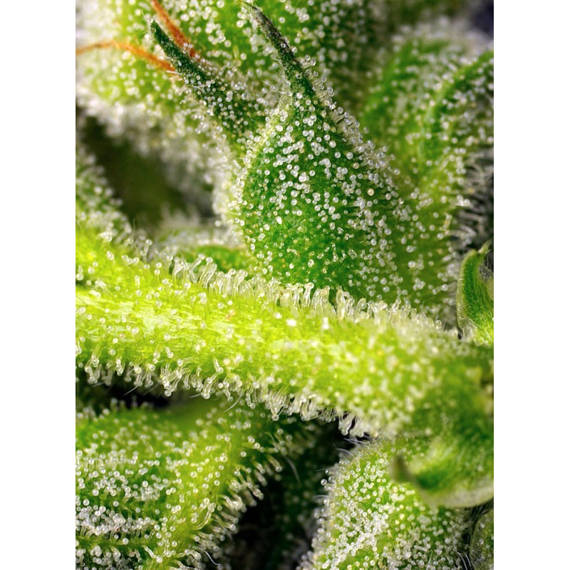 Sweet Pure Auto CBD - Sweet Seeds, 5+2