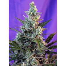 Sweet Skunk (Auto Fem) - Sweet Seeds, 5+2