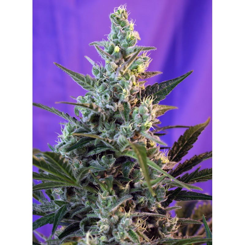 Sweet Skunk (Auto Fem) - Sweet Seeds, 3+1