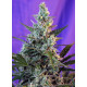Sweet Skunk (Auto Fem) - Sweet Seeds, 3+1