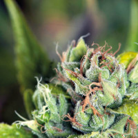 Tahoe Cure - Pyramid, 3+1