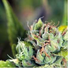 Tahoe Cure - Pyramid, 5+2