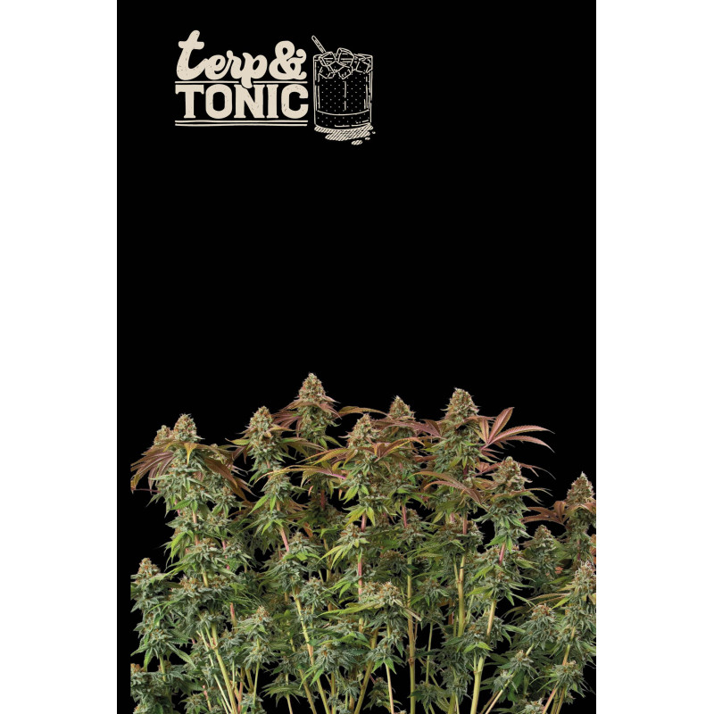 Terp & Tonic Auto - Seed Stockers, 5